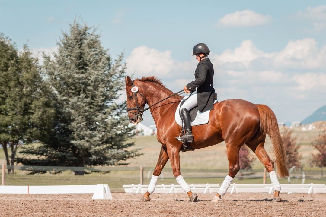 Rider guiding a chestnut horse through a dressage arena