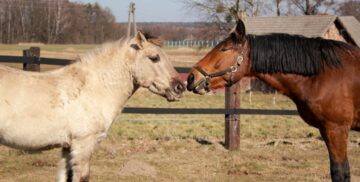 Two horses calmly facing each other beside a fenced pasture