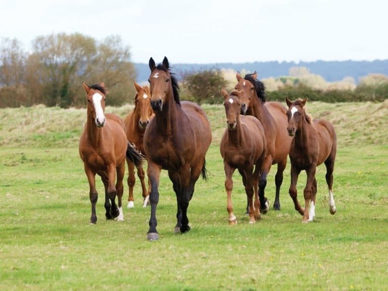 Five horses walking together across a grassy field